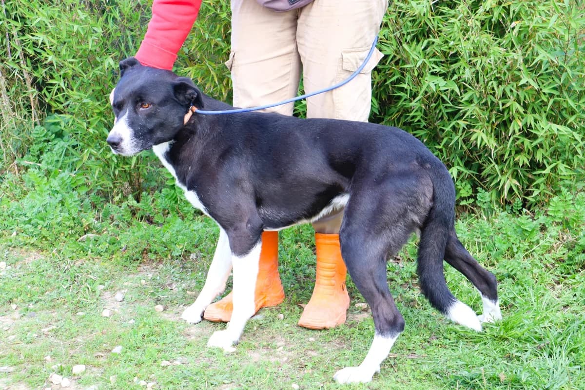 GAROTO, Preto e Branco male 6yo Mixed Breed for adoption at O Cantinho da Milu, Lisbon