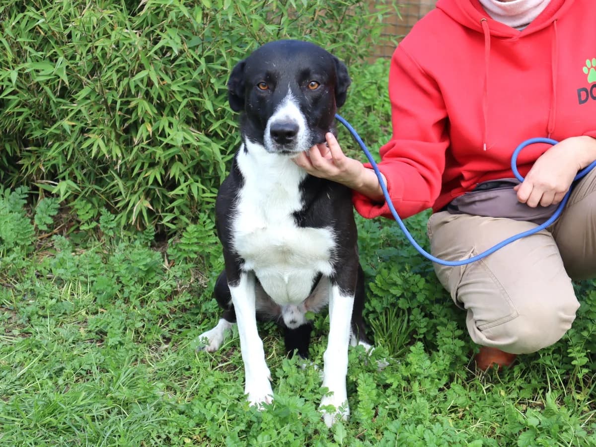 GAROTO, Preto e Branco male 6yo Mixed Breed for adoption at O Cantinho da Milu, Lisbon