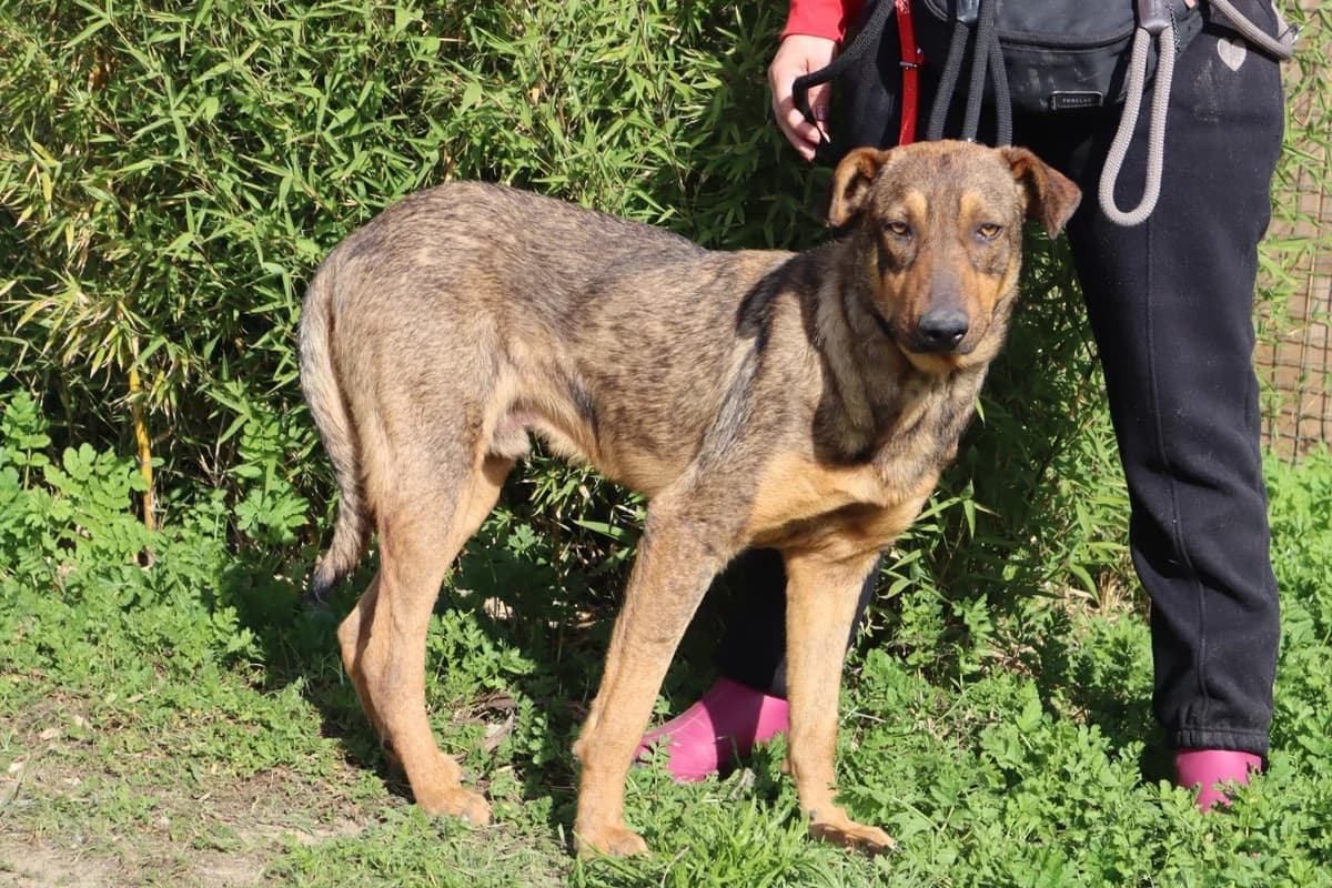 HANK, Castanho male young Mixed Breed for adoption at O Cantinho da Milu, Lisbon