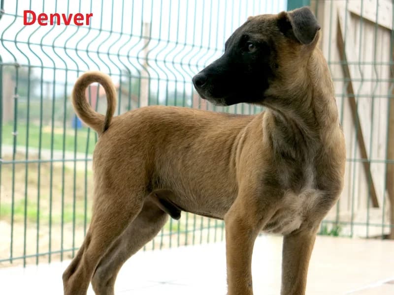 DENVER, Mixed Breed (O Cantinho da Milu)