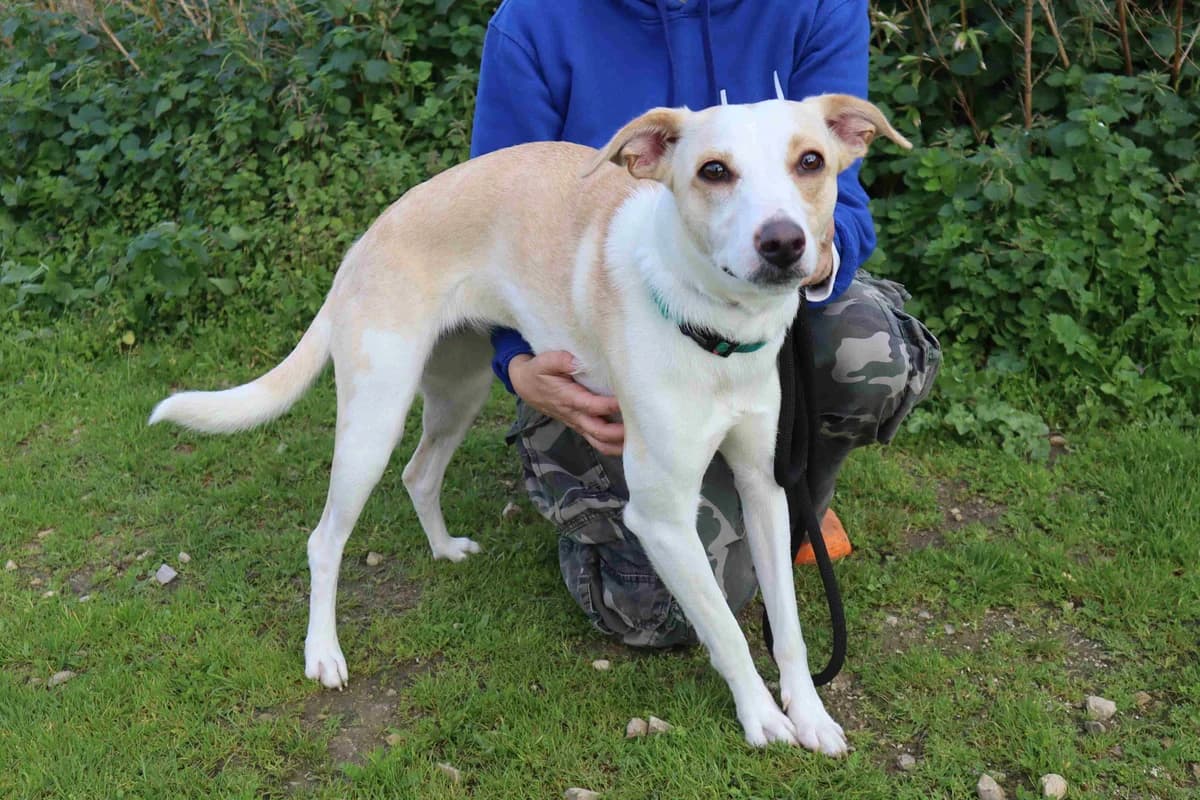 LANESSA, Mixed Breed (O Cantinho da Milu)