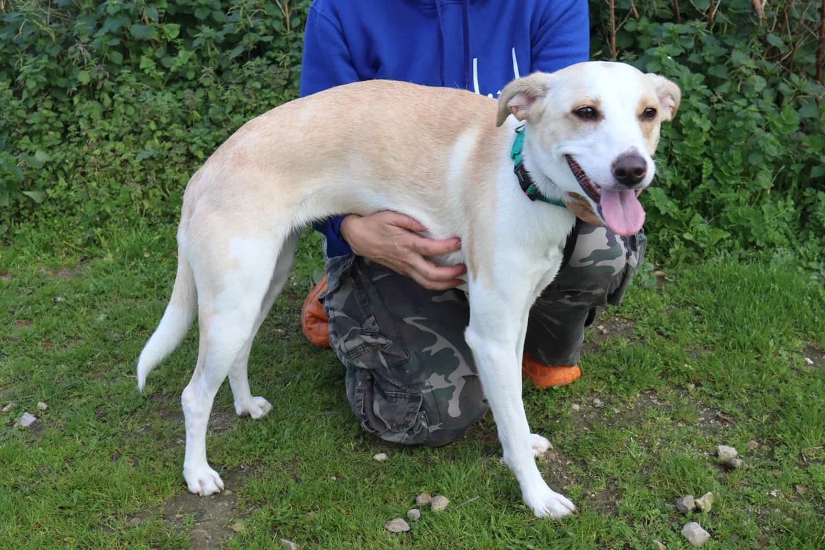 LANESSA, Creme female young Mixed Breed for adoption at O Cantinho da Milu, Lisbon