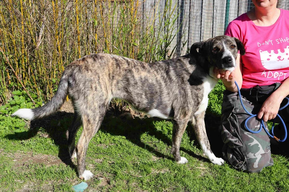 LUCIA, Mixed Breed (O Cantinho da Milu)