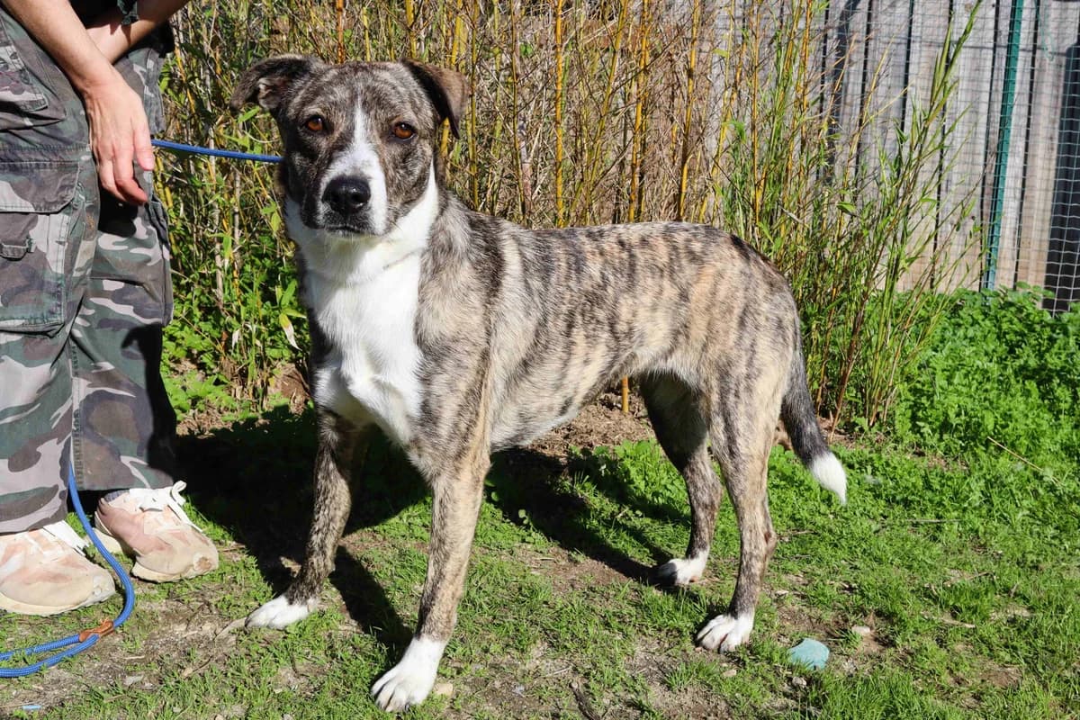 LUCIA, Tigrado female young Mixed Breed for adoption at O Cantinho da Milu, Lisbon