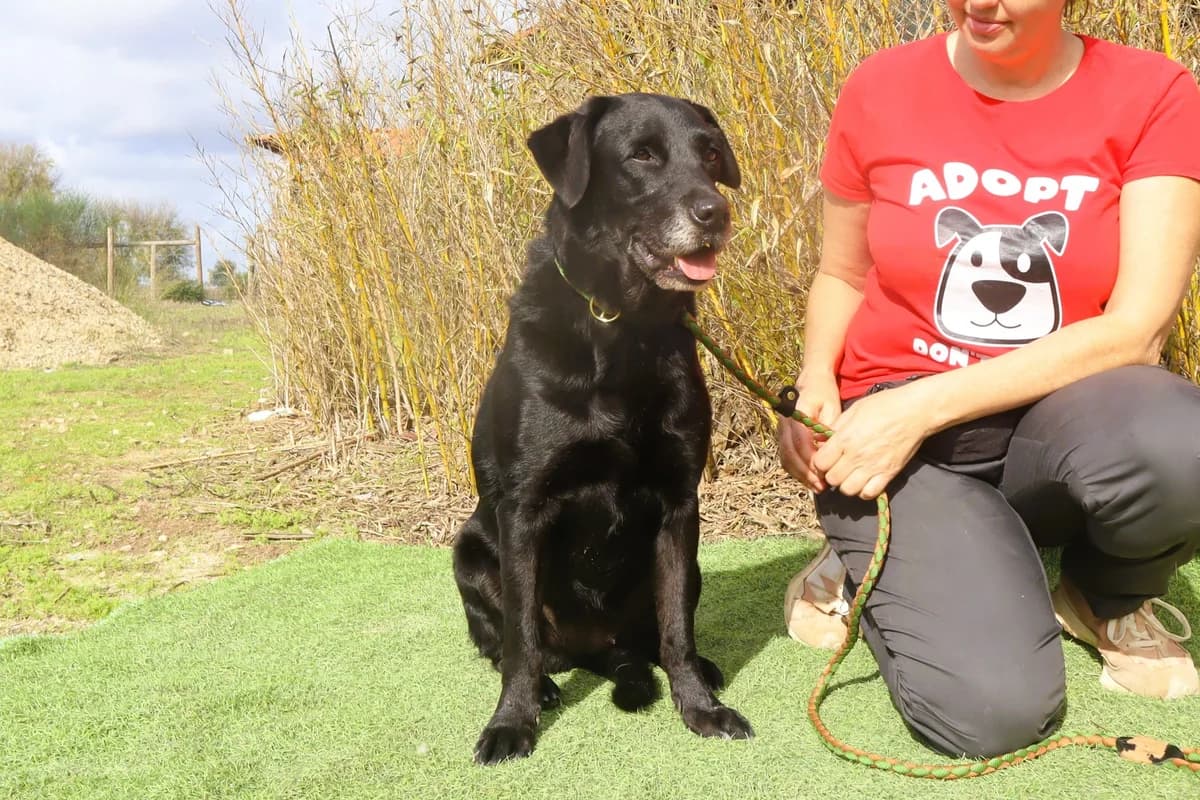 CINDY, Preto female 6yo Labrador Retriever for adoption at O Cantinho da Milu, Lisbon