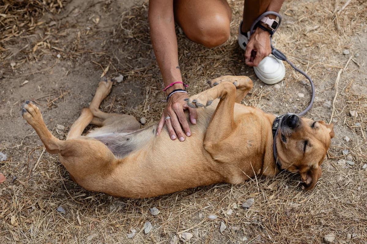 TERRY, Castanho female 3yo Mixed Breed for adoption at O Cantinho da Milu, Lisbon