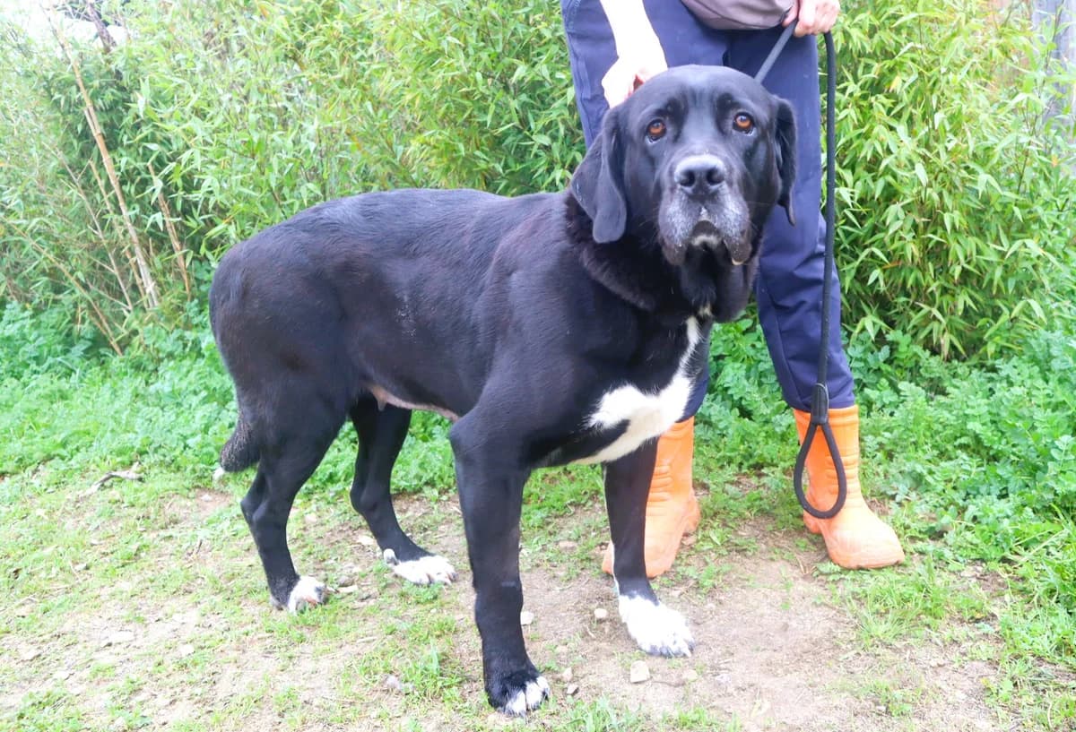 MAYLIN, Preto female 4yo Cane Corso for adoption at O Cantinho da Milu, Lisbon