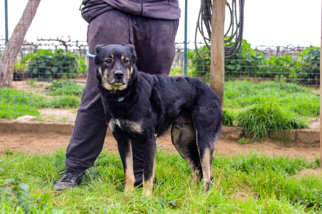OTAVIO, Mixed Breed (O Cantinho da Milu)