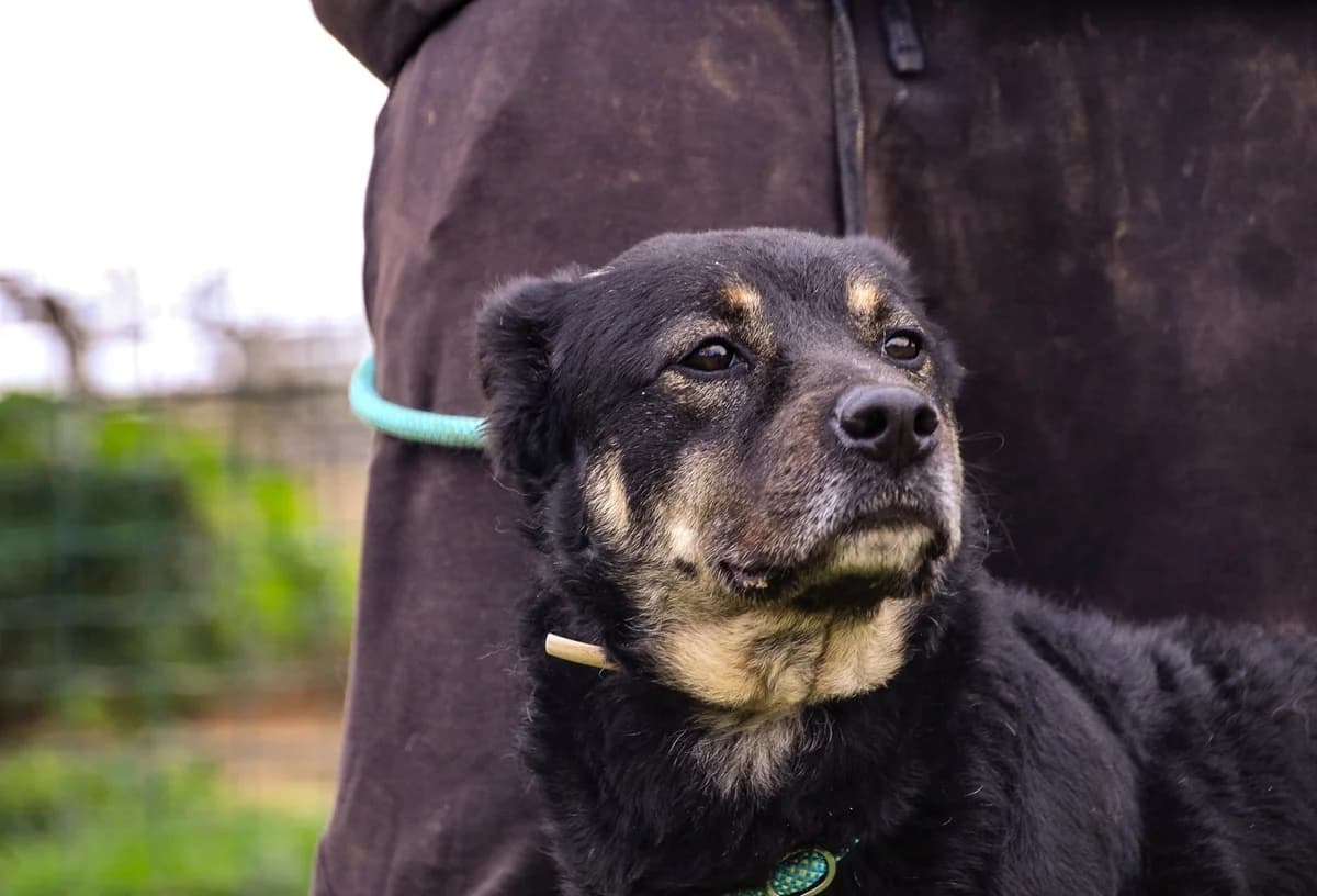 OTAVIO, Preto afogueado male 5yo Mixed Breed for adoption at O Cantinho da Milu, Lisbon