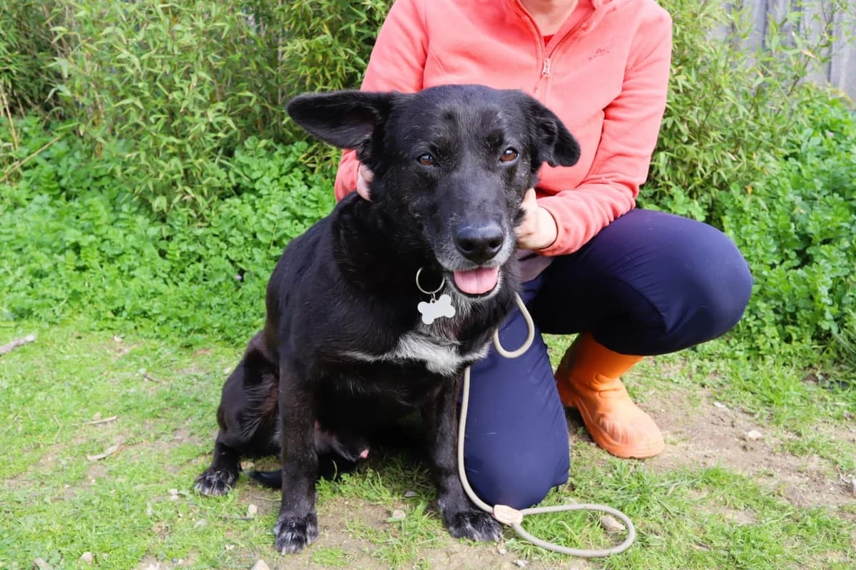PANTERA, Preto male 4yo Mixed Breed for adoption at O Cantinho da Milu, Lisbon