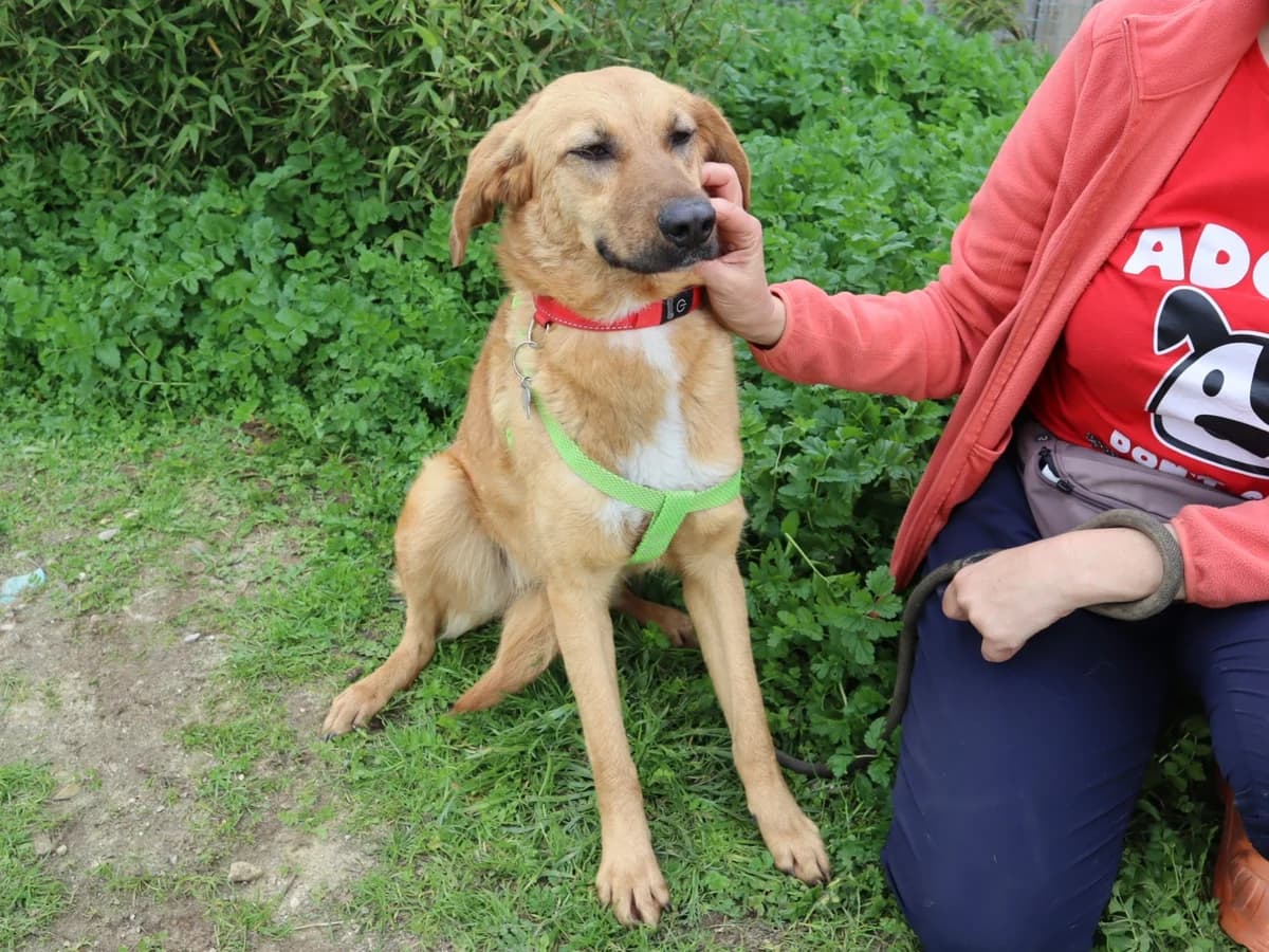 FREDA, Mixed Breed (O Cantinho da Milu)
