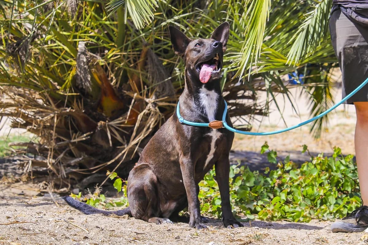 LINDINHA, Mixed Breed (O Cantinho da Milu)