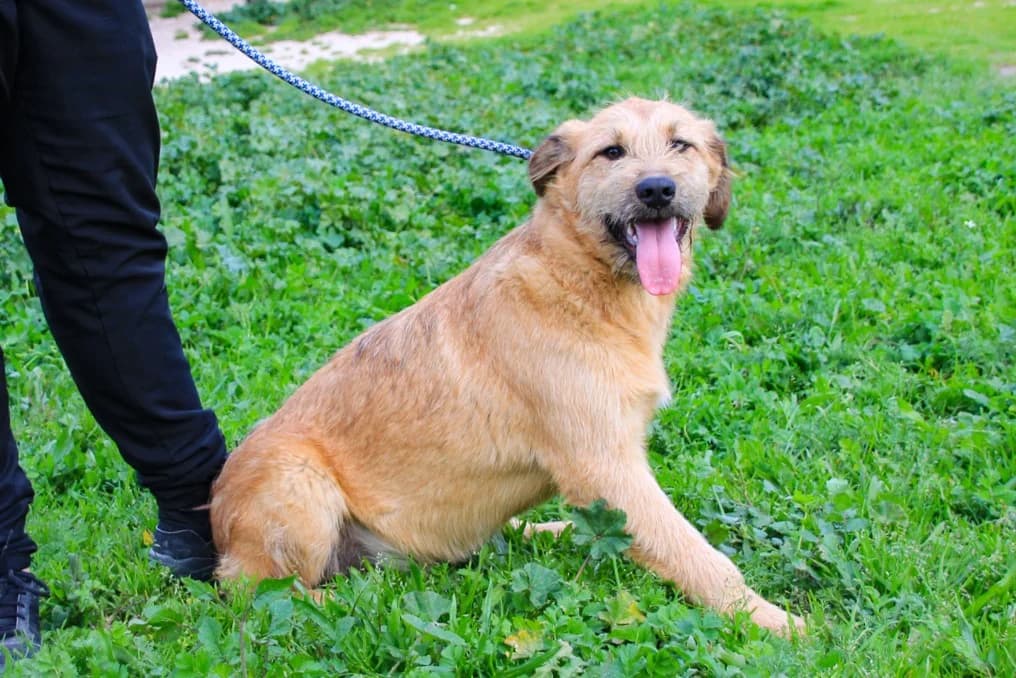 RODAN, Mel Dourado male young Mixed Breed for adoption at O Cantinho da Milu, Lisbon