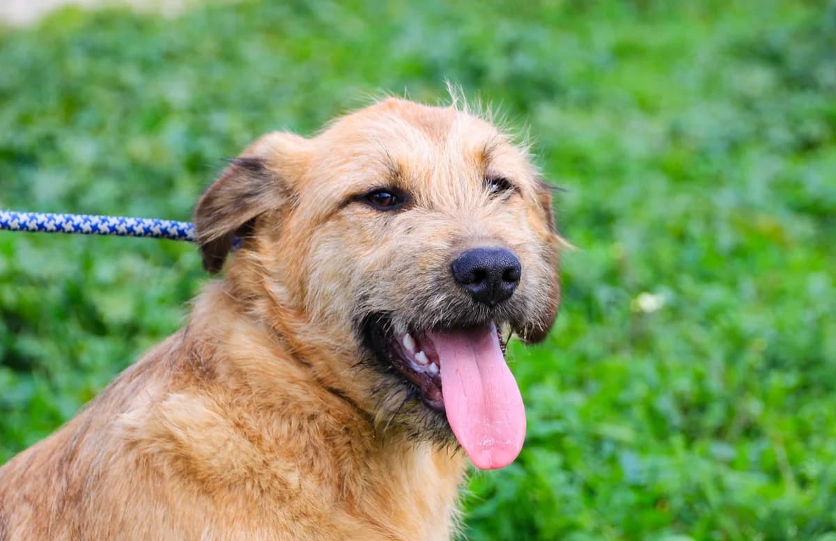 RODAN, Mel Dourado male young Mixed Breed for adoption at O Cantinho da Milu, Lisbon