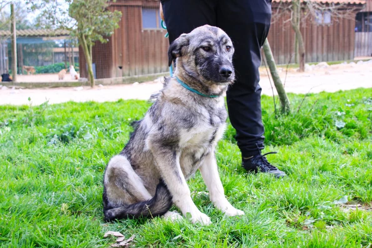 RUNE, Cinza e Branco male young Mixed Breed for adoption at O Cantinho da Milu, Lisbon