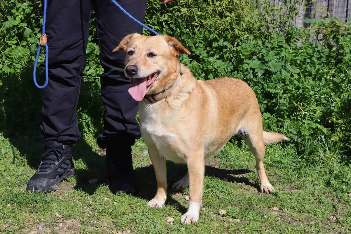 FARRUSCA, Mel Dourado female senior Mixed Breed for adoption at O Cantinho da Milu, Lisbon