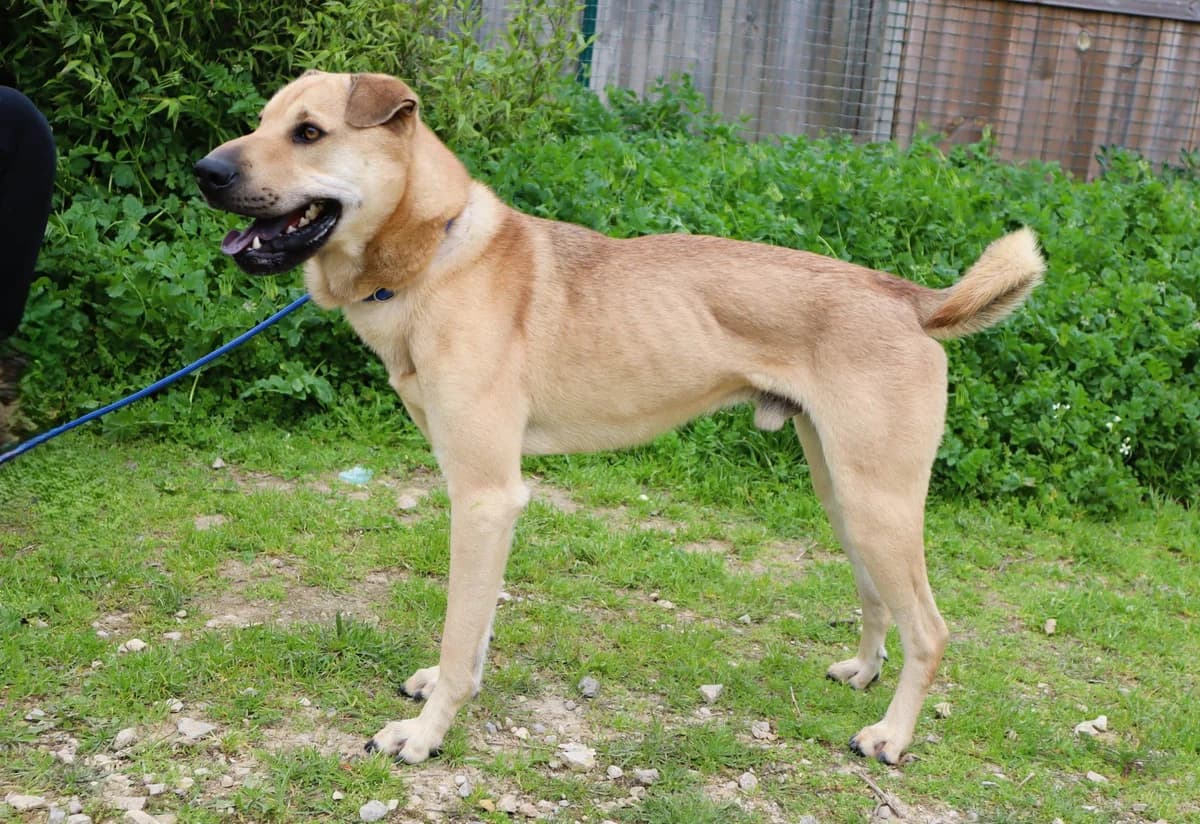 JOSHI, Creme male 3yo mixed breed for adoption at O Cantinho da Milu, Lisbon