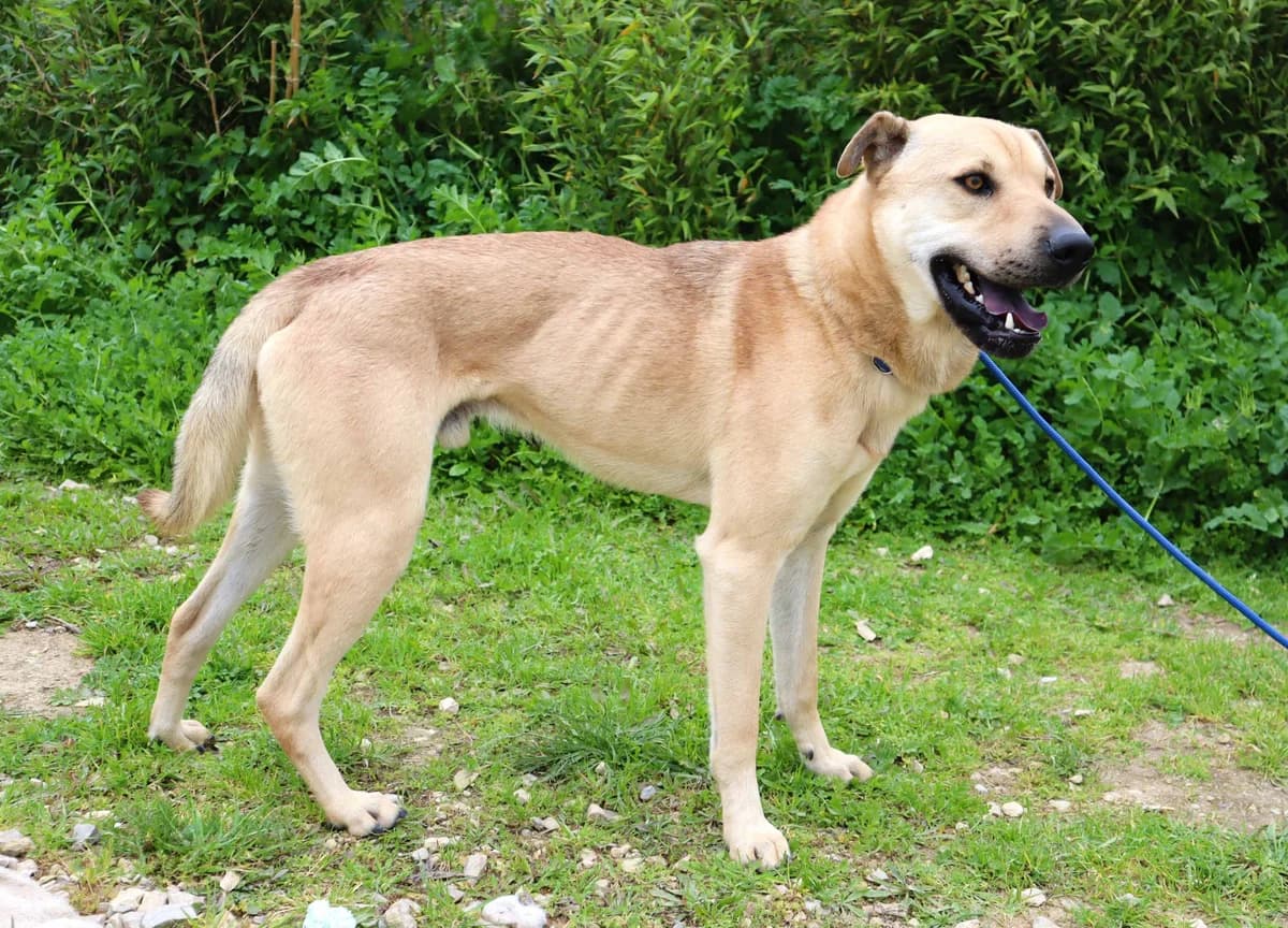 JOSHI, Creme male 3yo mixed breed for adoption at O Cantinho da Milu, Lisbon