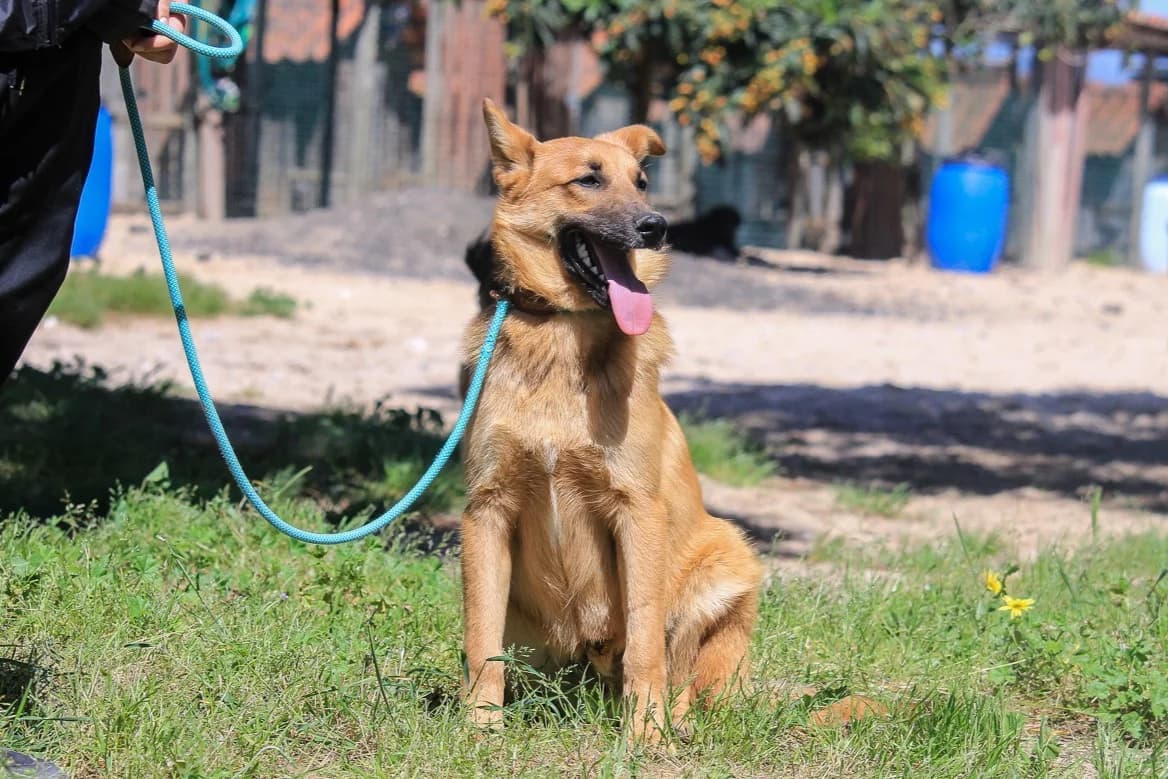 BOSS, Mixed Breed (O Cantinho da Milu)