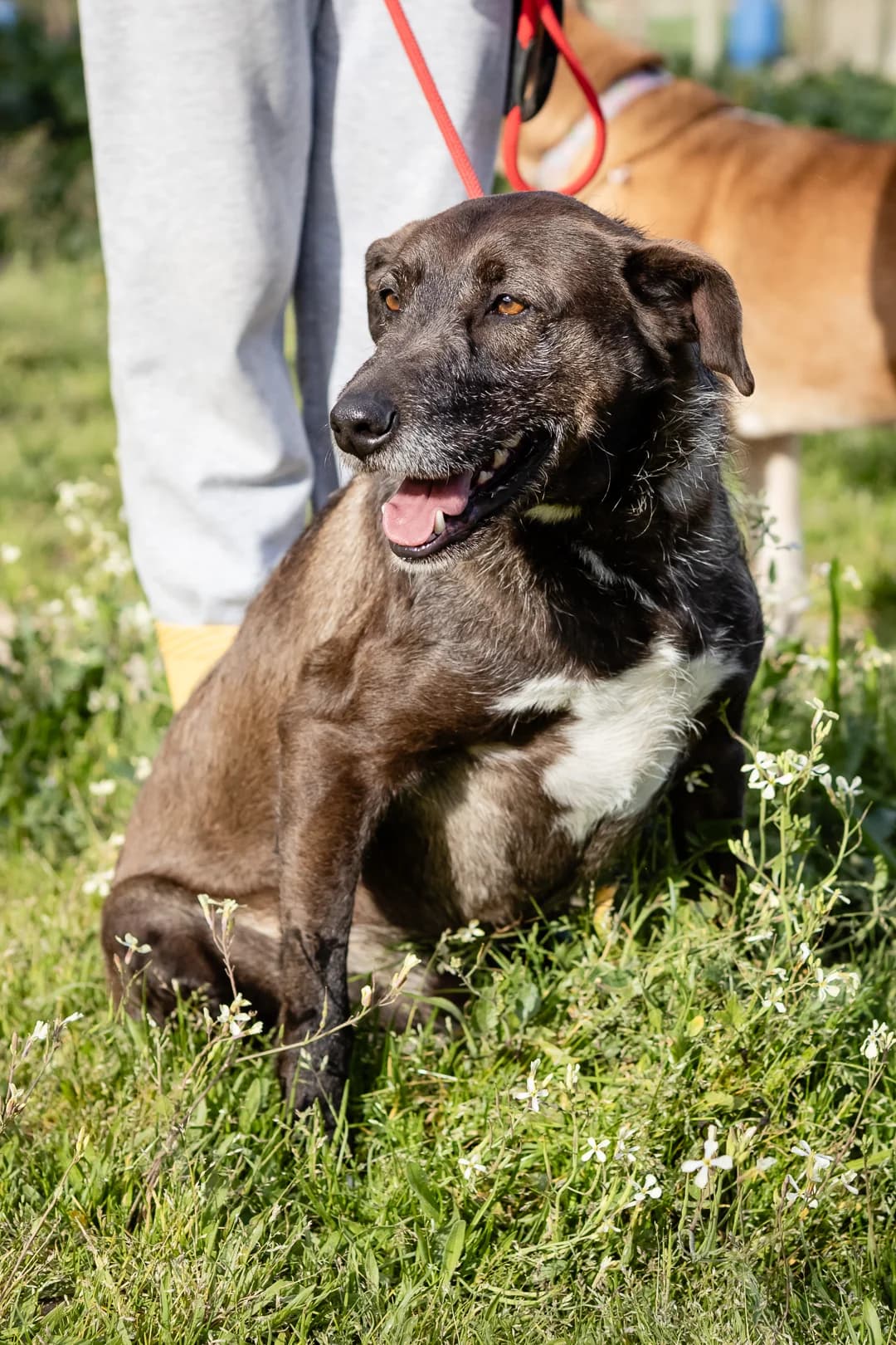 JAZZ, Mixed Breed (O Cantinho da Milu)