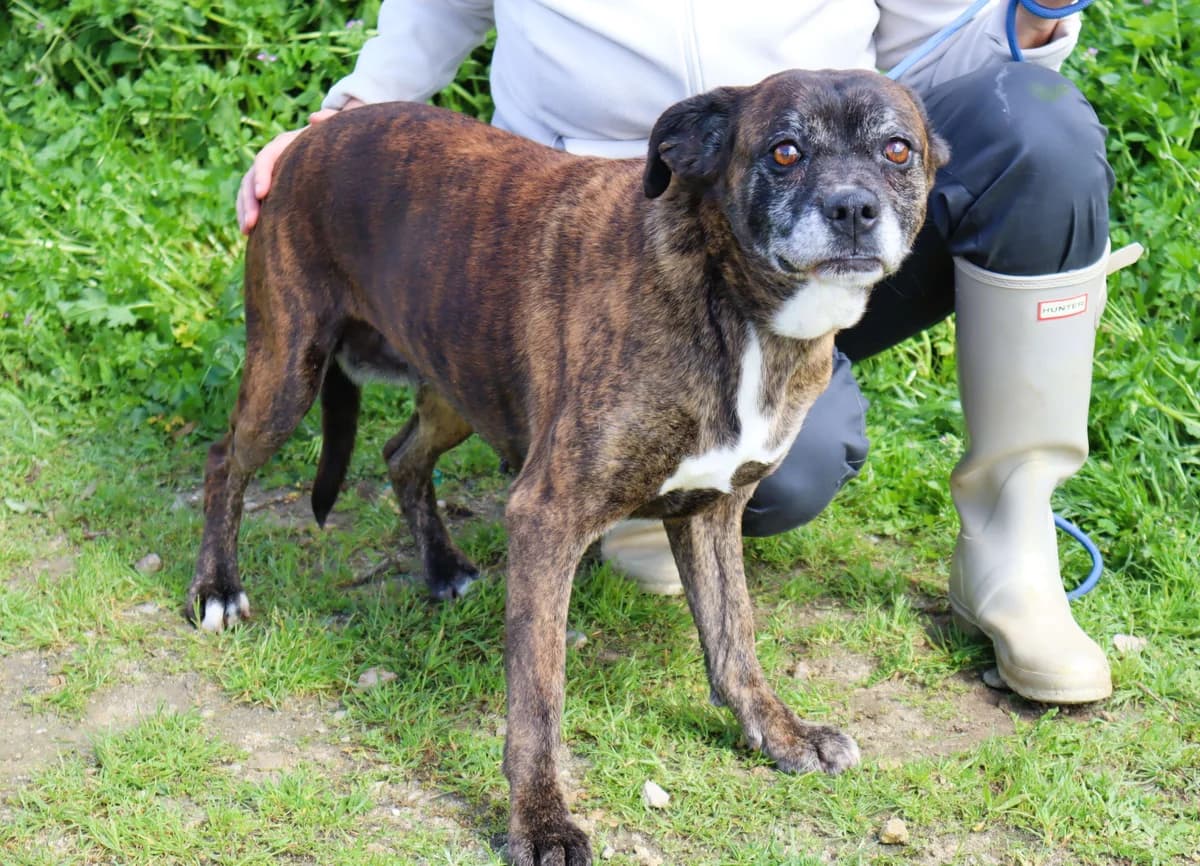MOLLY, Mixed Breed (O Cantinho da Milu)