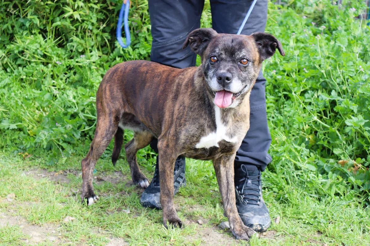 MOLLY, Tigrado female senior Mixed Breed for adoption at O Cantinho da Milu, Lisbon