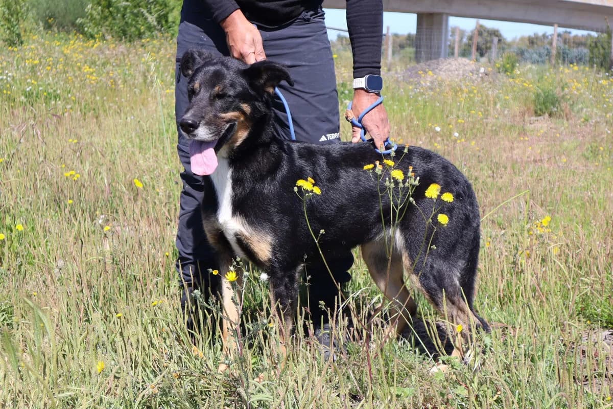 MIMI, Preto female 6yo Mixed Breed for adoption at O Cantinho da Milu, Lisbon