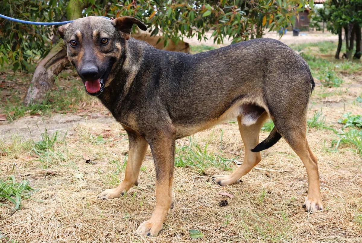 GRINGO, Mixed Breed (O Cantinho da Milu)