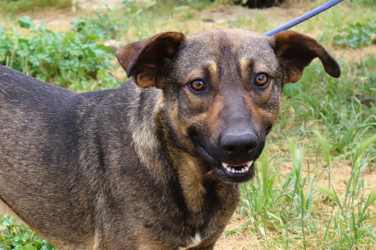GRINGO, Castanho male young Mixed Breed for adoption at O Cantinho da Milu, Lisbon