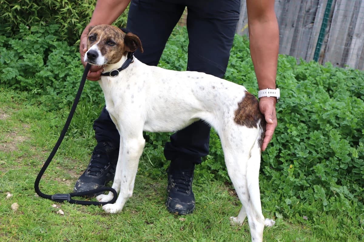 CRIS, Mixed Breed (O Cantinho da Milu)