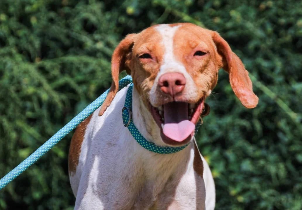 PEROLA, Branco e Castanho female 5yo mixed breed for adoption at O Cantinho da Milu, Lisbon