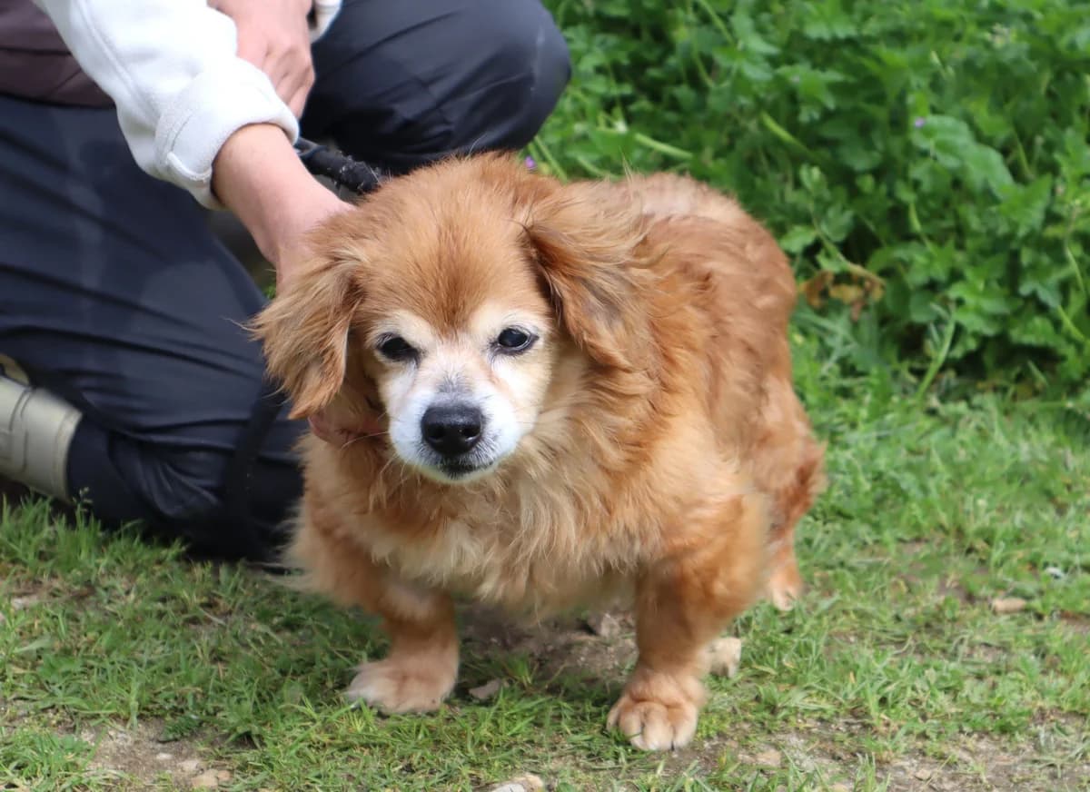 BORI, Mixed Breed (O Cantinho da Milu)