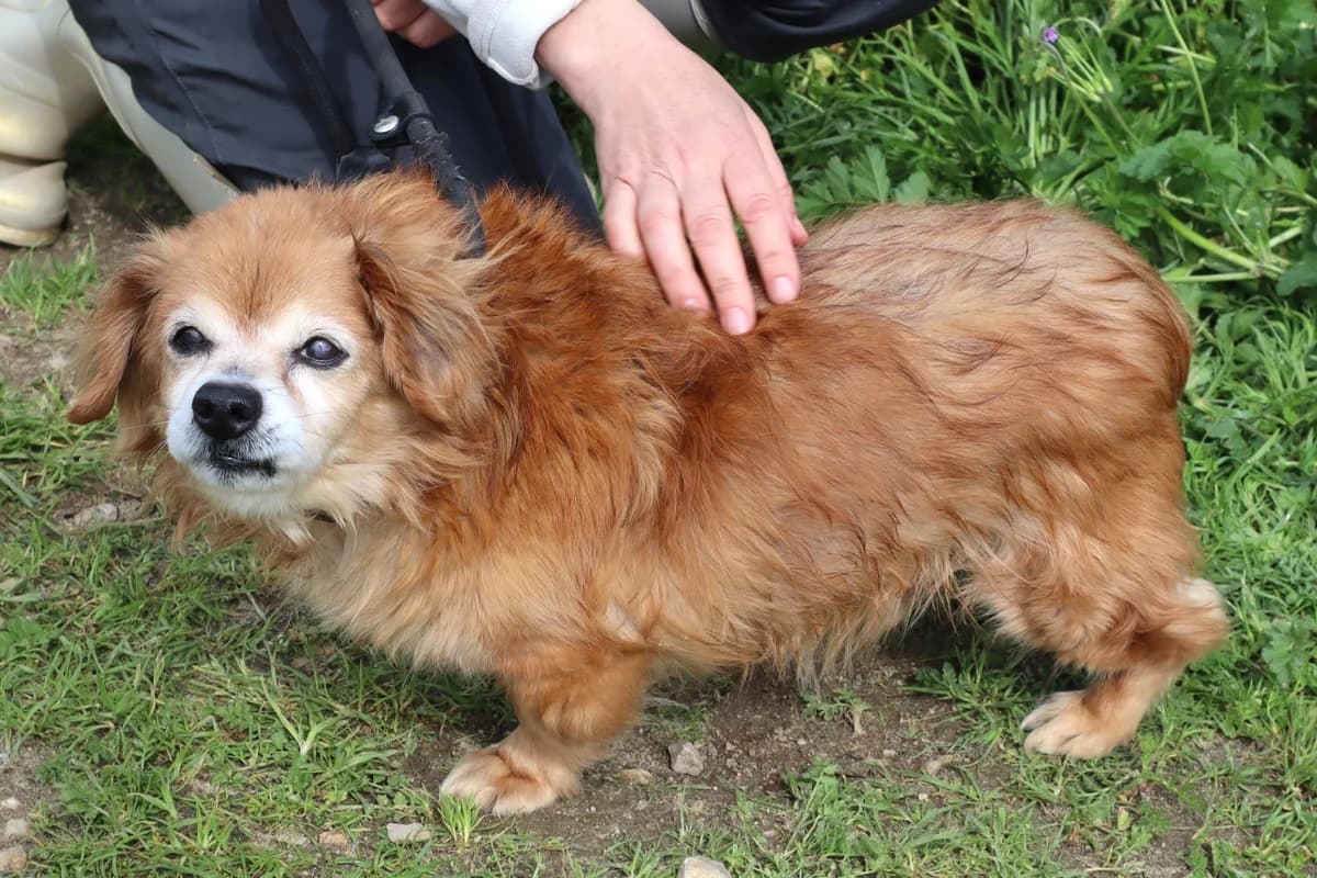 BORI, Castanho male senior Mixed Breed for adoption at O Cantinho da Milu, Lisbon