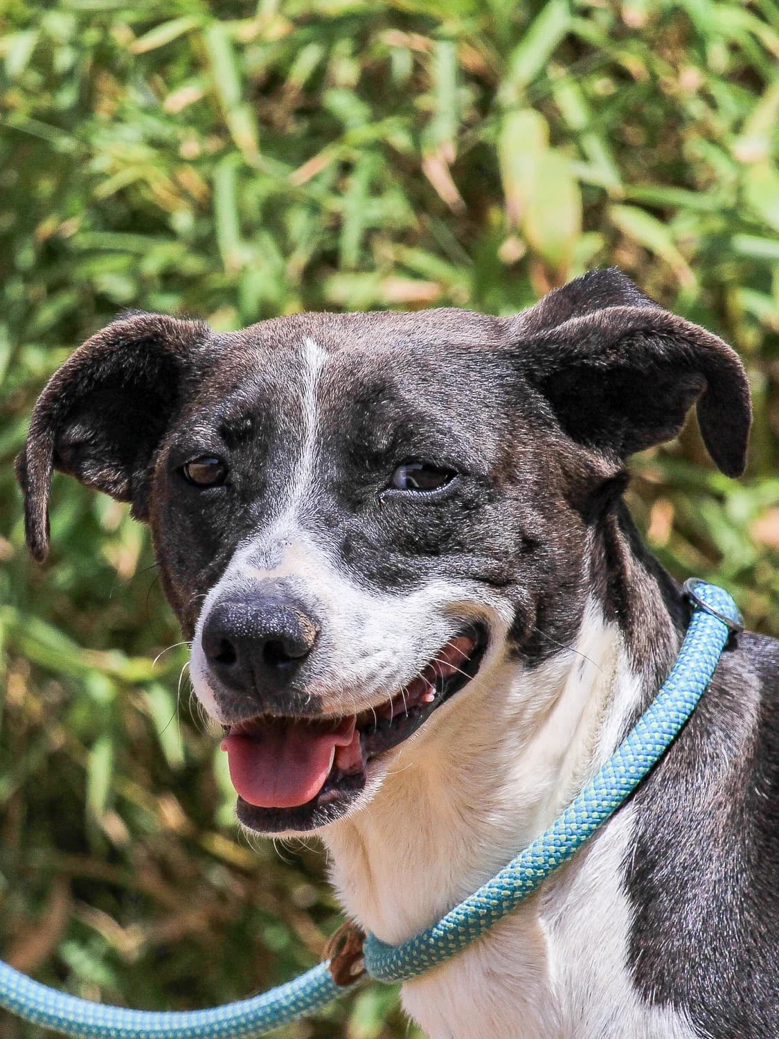 MIU, Mixed Breed (O Cantinho da Milu)