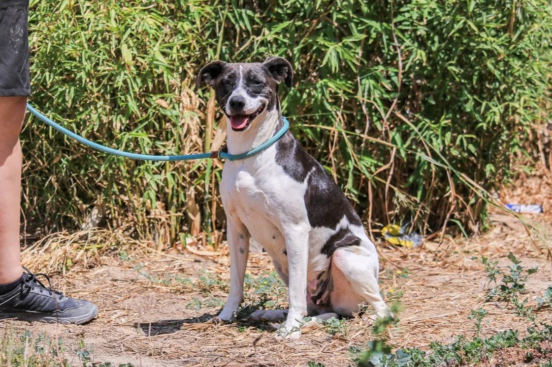 MIU, Branco e Preto female 5yo Mixed Breed for adoption at O Cantinho da Milu, Lisbon