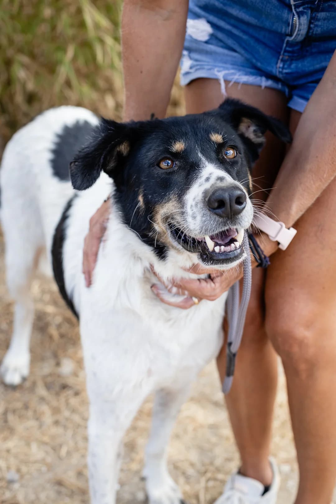 FABIANA, Mixed Breed (O Cantinho da Milu)