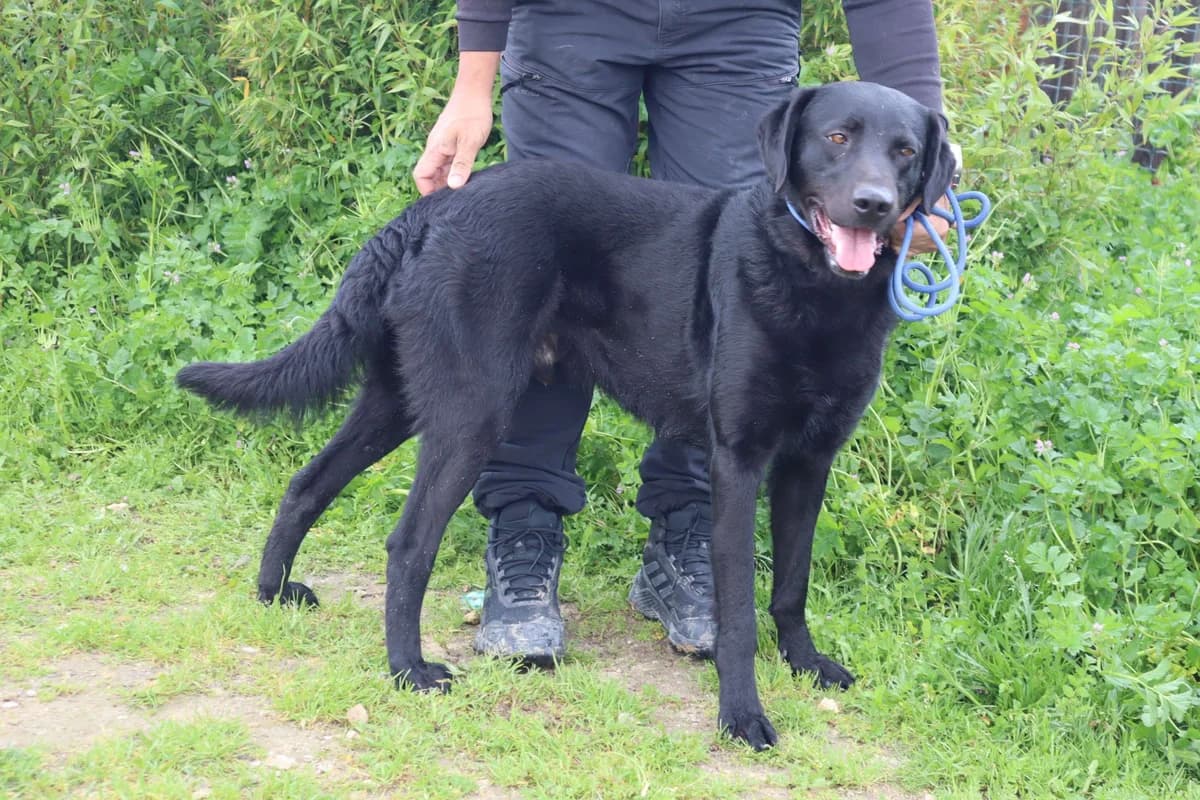 SHUNKO, Preto male young Labrador Retriever for adoption at O Cantinho da Milu, Lisbon
