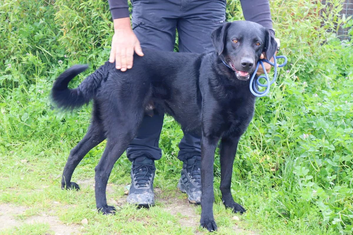 SHUNKO, Preto male young Labrador Retriever for adoption at O Cantinho da Milu, Lisbon