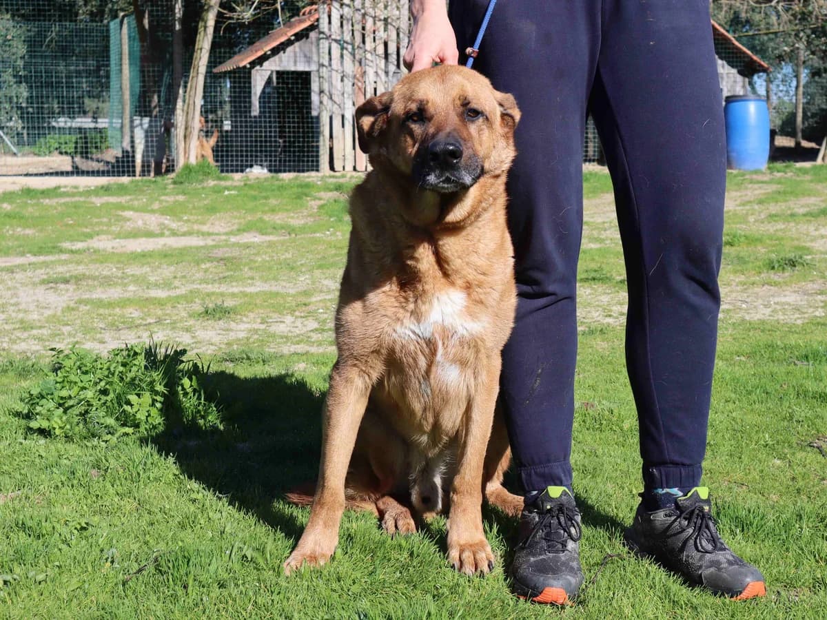 RUCA, Mixed Breed (O Cantinho da Milu)