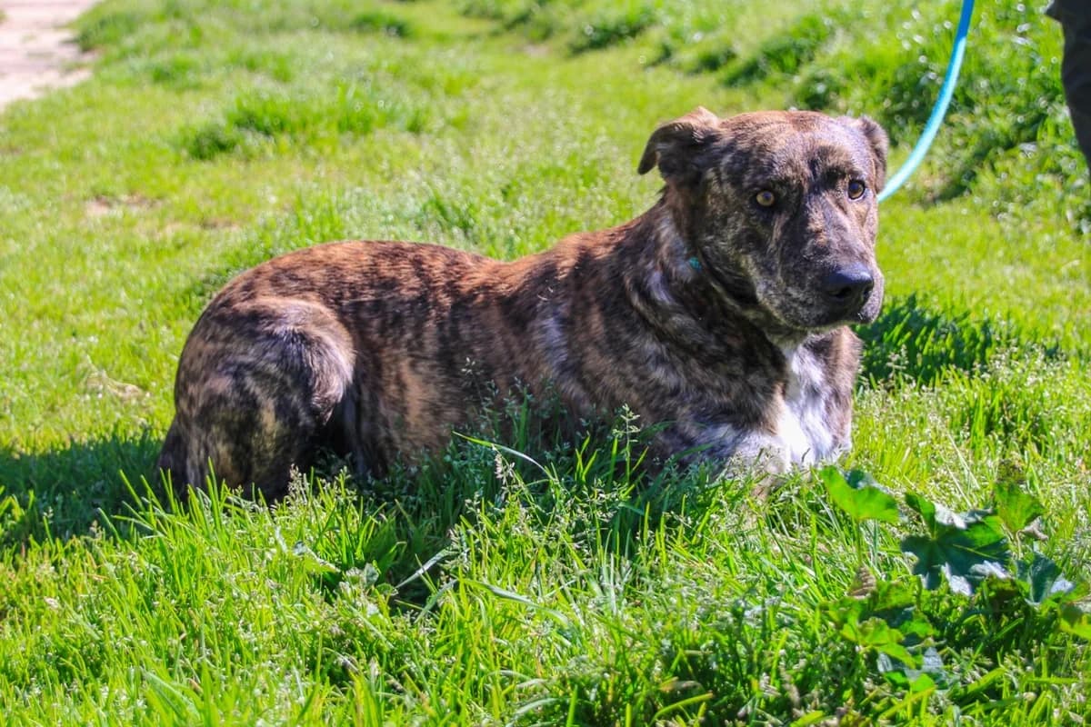 WOOKY, Mixed Breed (O Cantinho da Milu)