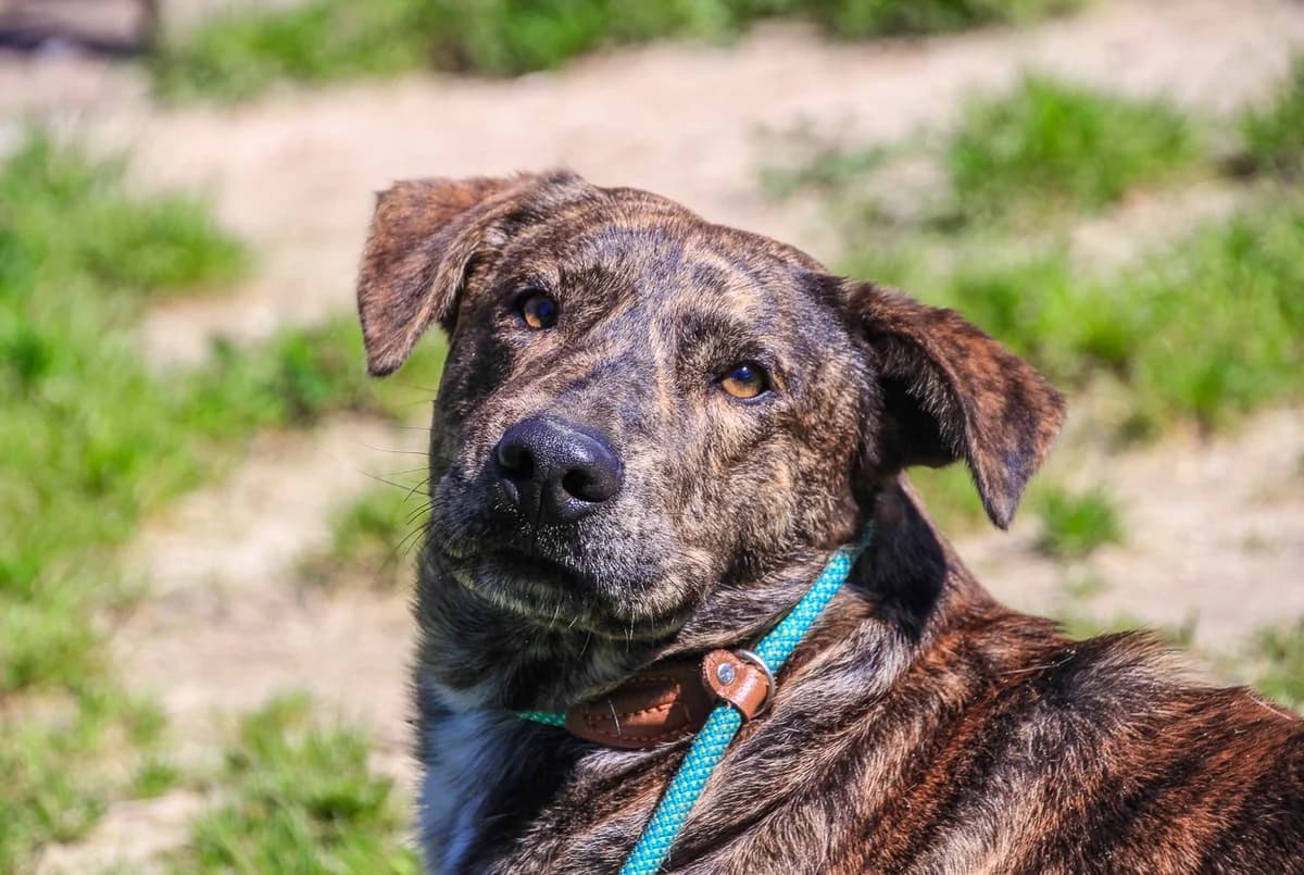 WOOKY, Tigrado male 5yo Mixed Breed for adoption at O Cantinho da Milu, Lisbon