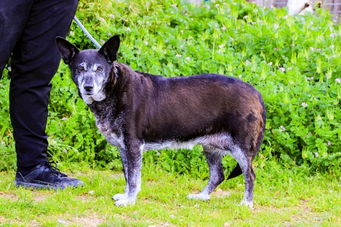 DOLLY, Mixed Breed (O Cantinho da Milu)
