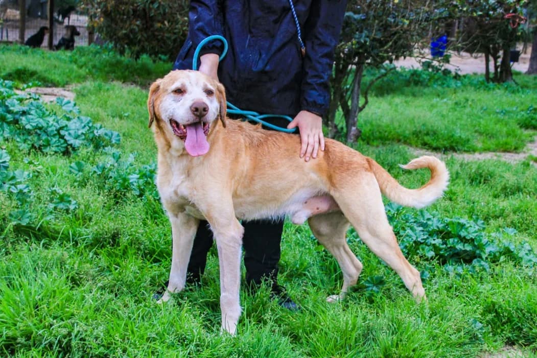 TANGO, Mel Dourado male senior Mixed Breed for adoption at O Cantinho da Milu, Lisbon