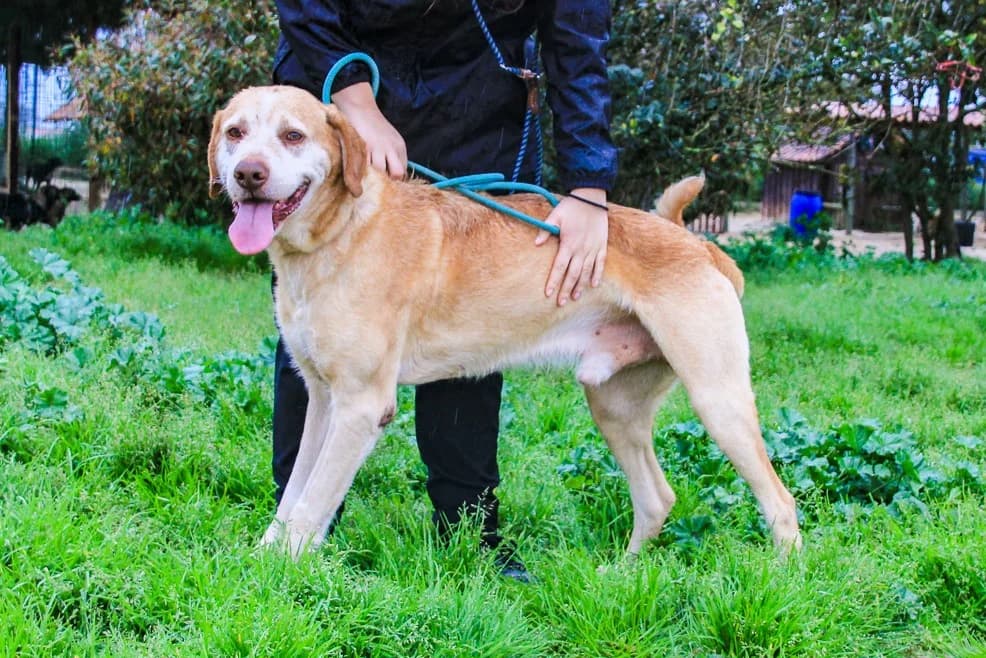 TANGO, Mel Dourado male senior Mixed Breed for adoption at O Cantinho da Milu, Lisbon