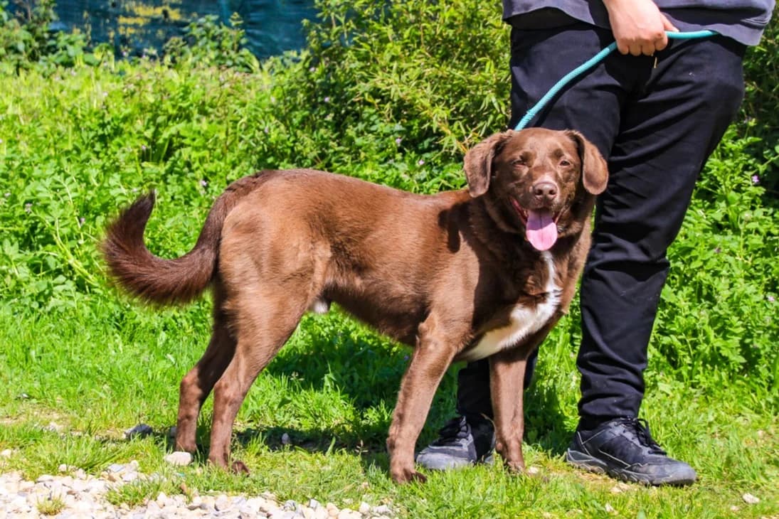 GASPAR, Mixed Breed (O Cantinho da Milu)