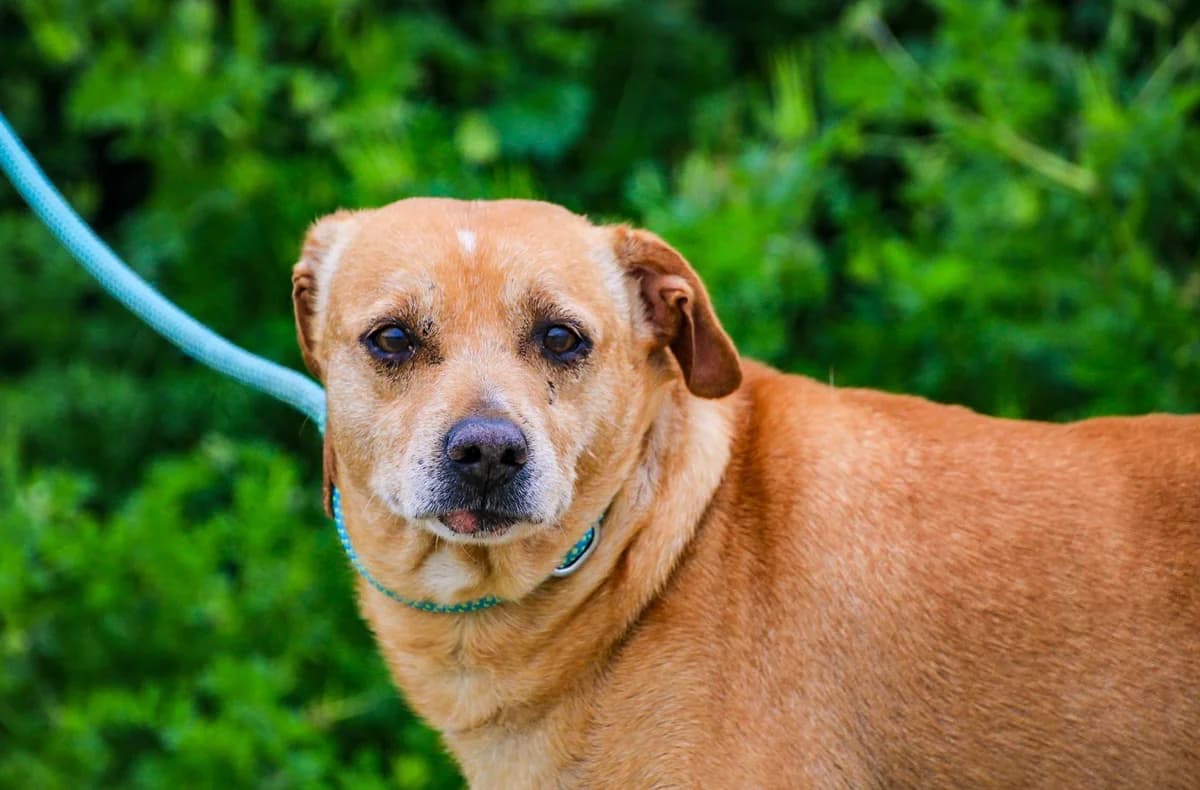 DINIS, Mixed Breed (O Cantinho da Milu)