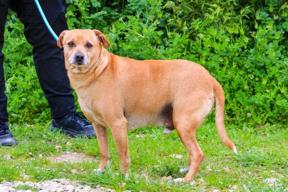 DINIS, Castanho male 5yo Mixed Breed for adoption at O Cantinho da Milu, Lisbon