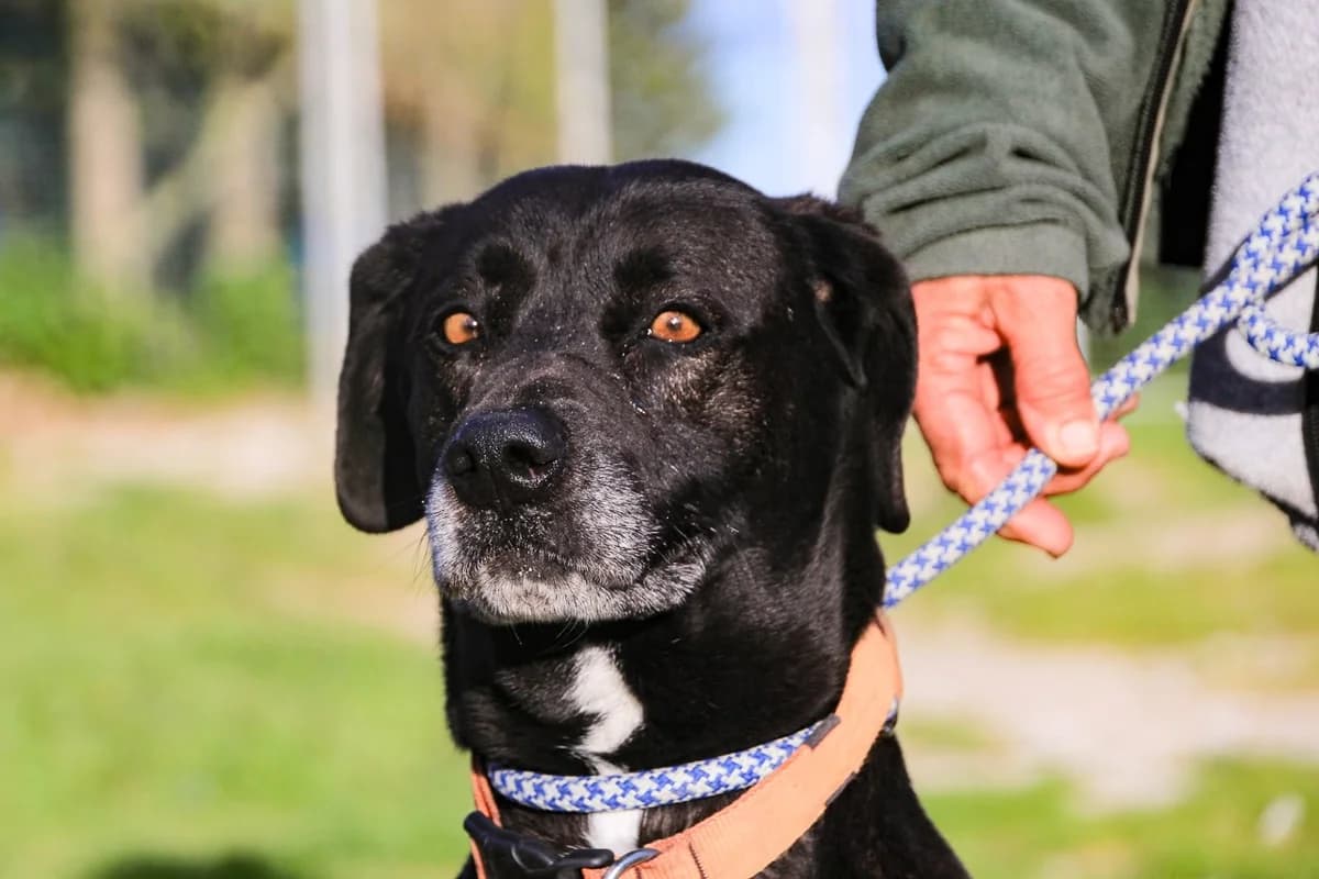 SONJA, Mixed Breed (O Cantinho da Milu)