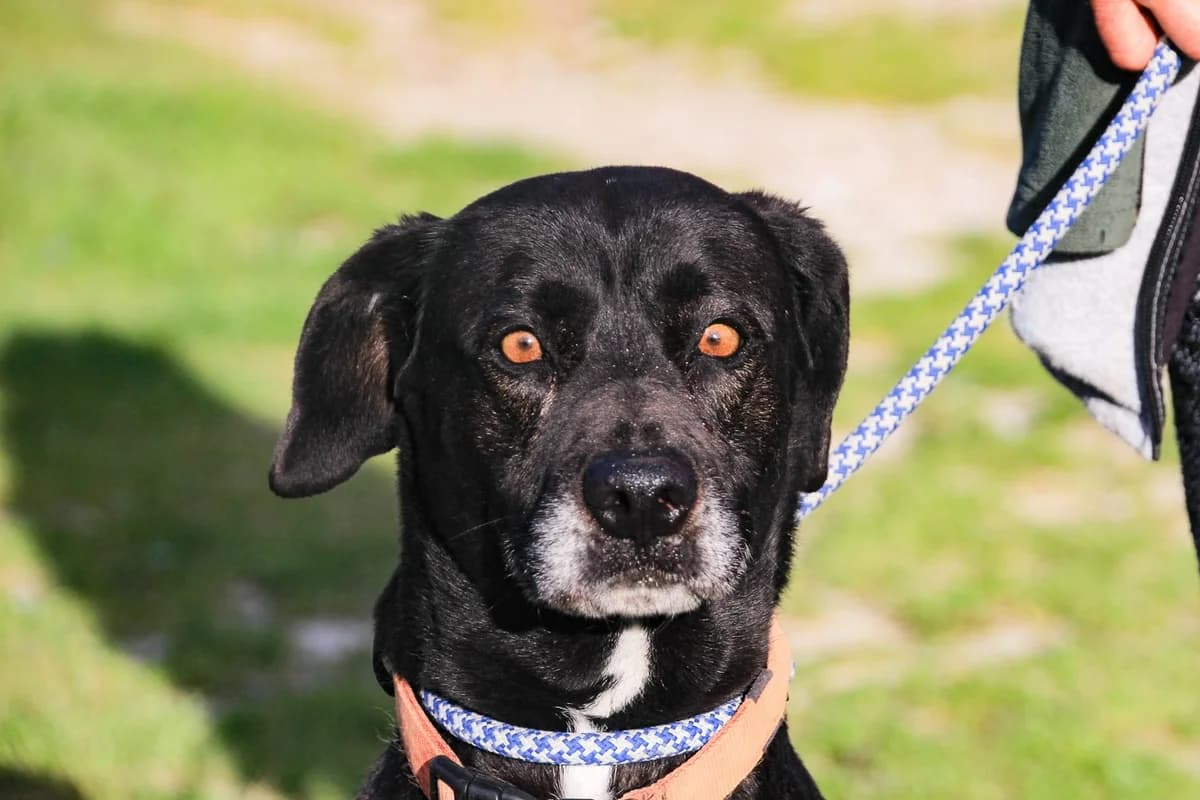 SONJA, Preto female 7yo Mixed Breed for adoption at O Cantinho da Milu, Lisbon