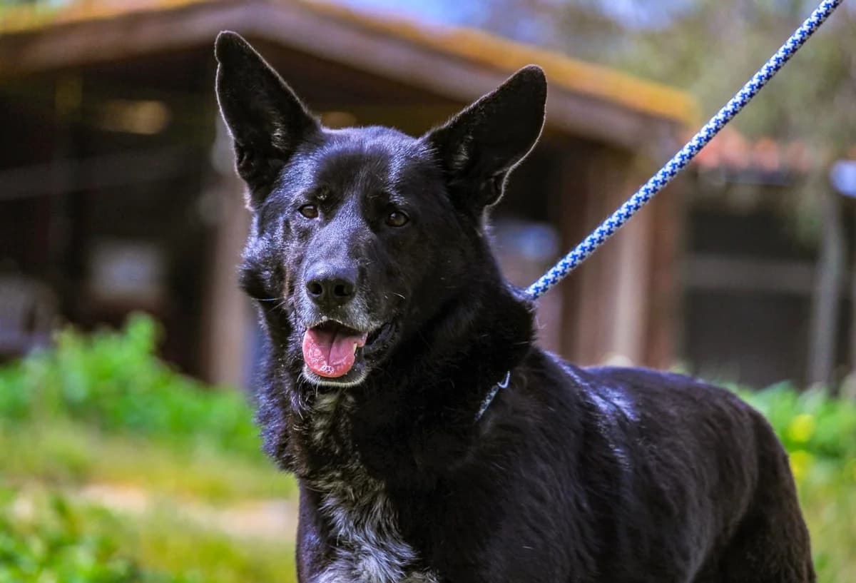 OSSO, Mixed Breed (O Cantinho da Milu)